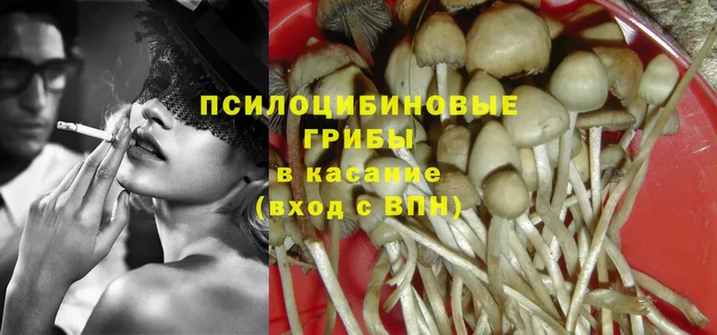 хочу наркоту  Белинский  Галлюциногенные грибы Psilocybine cubensis 